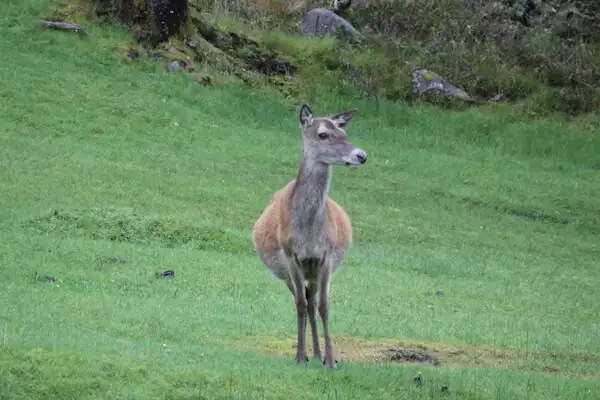 Red deer doe at the Highlands