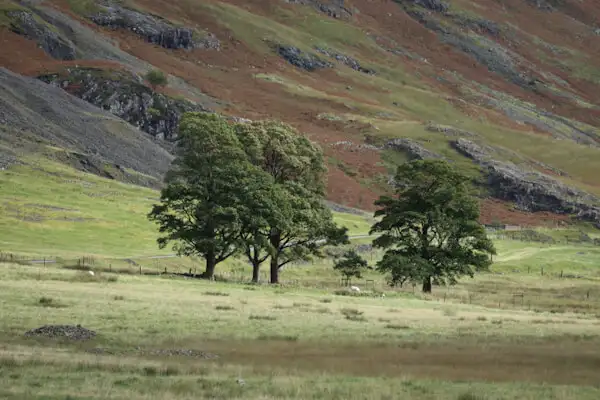 Trees are not very common in the Highlands