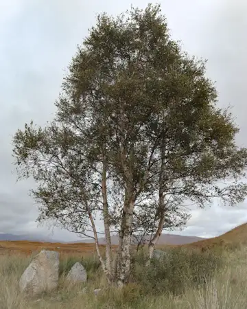 Birch trees at Rannoch Moor