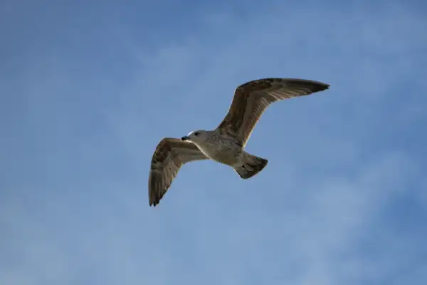 Seagull in flight