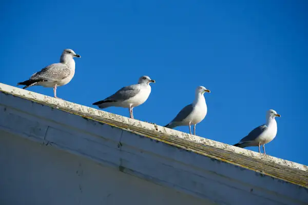 Seagulls at Dunmore harbour