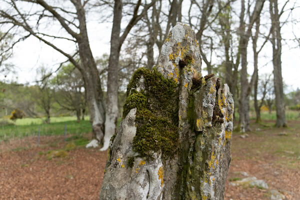 Old but strong standing stone at Clava Cairns