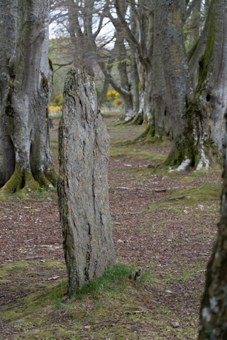 Standing stone in the woods at Clava Cairns