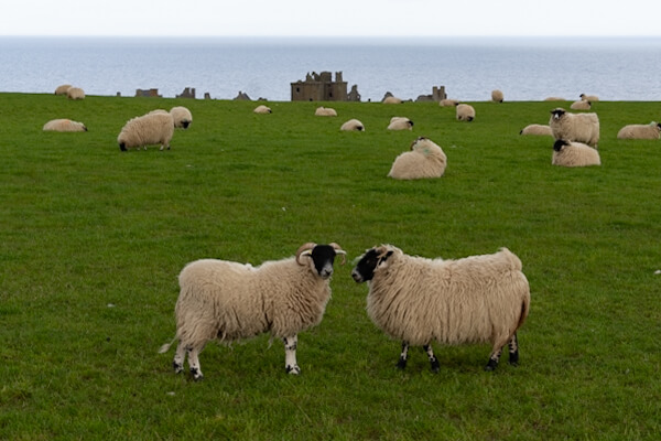 Sheep meadow with Dunnottar Castle in the back