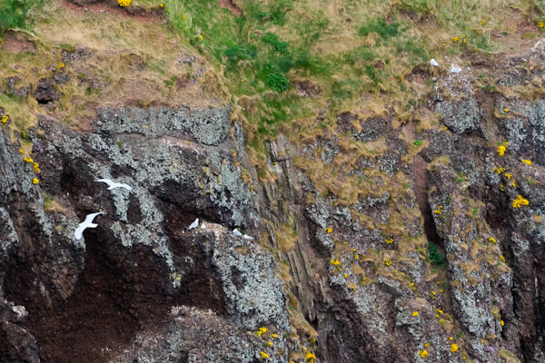 Seagulls at the cliffs of Dunnottar Castle