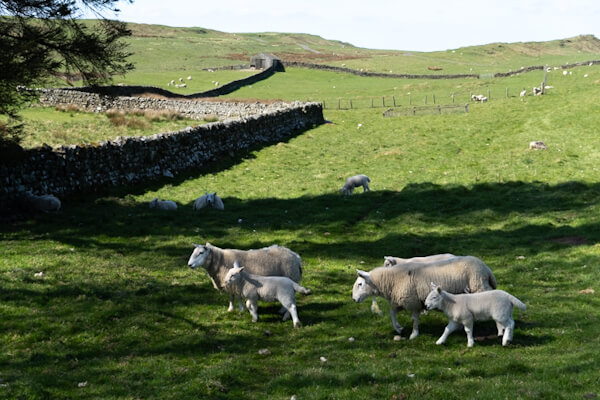 Sheep and farm walls at Homestead