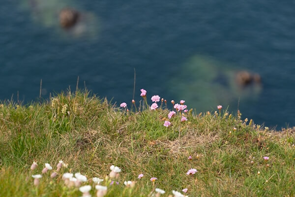 Flowers at the cliffs