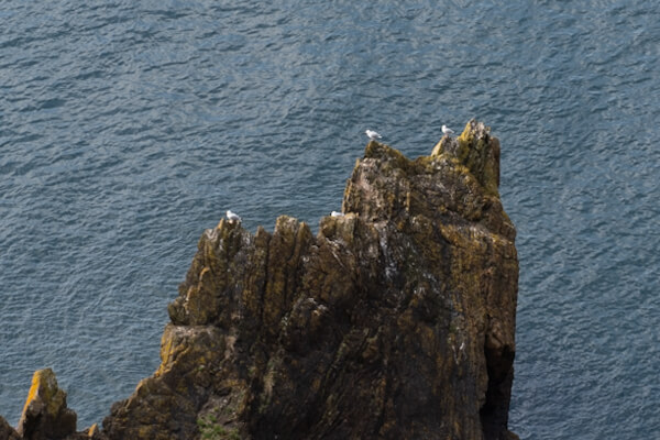 Seagulls on a sea stack