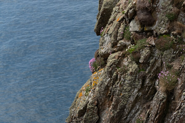 Flowers on the rocks