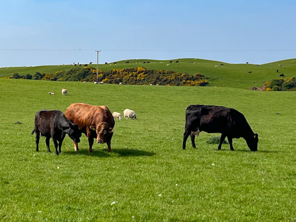 Cattle with bull an no fence beside the road to Mull of Galloway