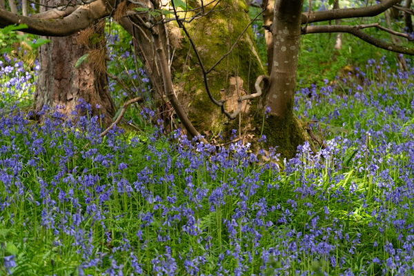 Bluebells in the forest at Wallace Monument
