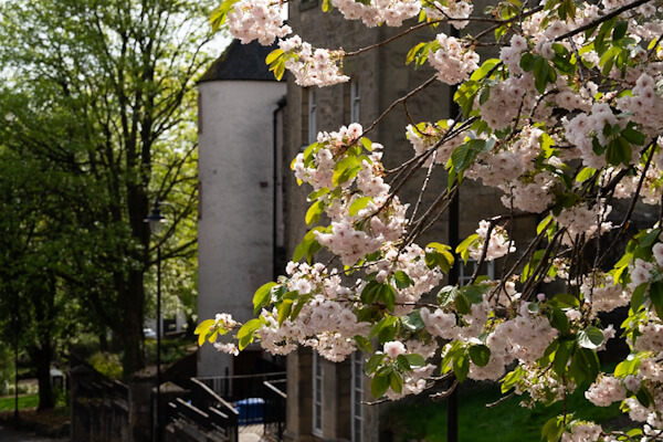 Cherry blossom at Stirling