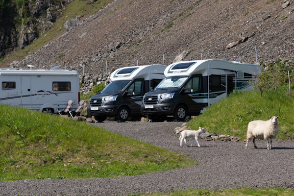 Sheep at the camp