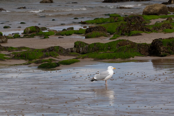 Seagull at the northeast coast