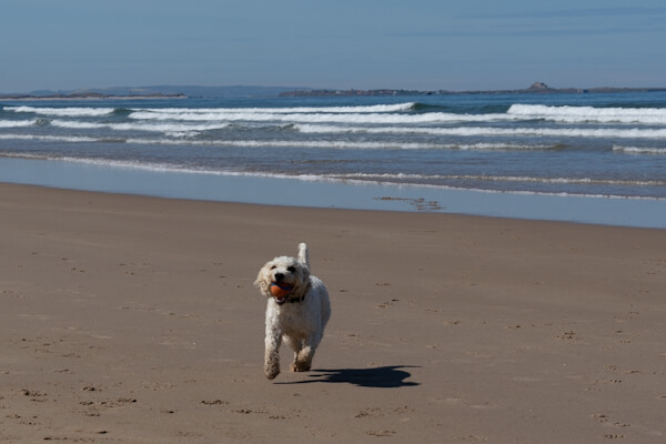 Playing at the beach