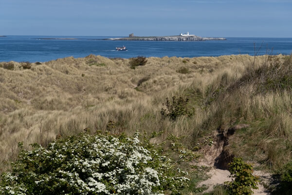 Farne Islands