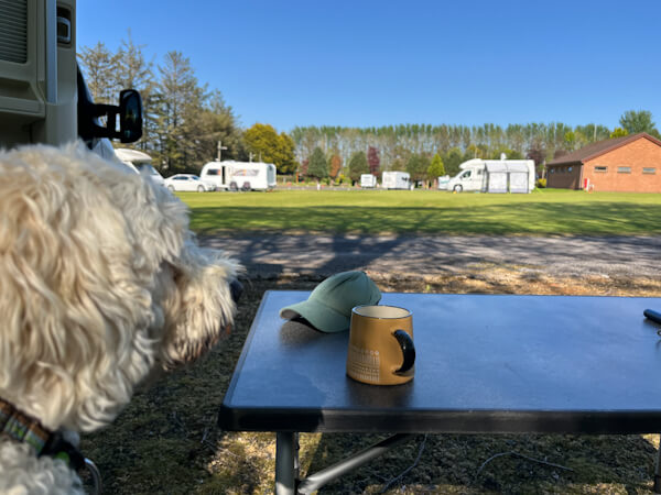 Most campsites allow dogs