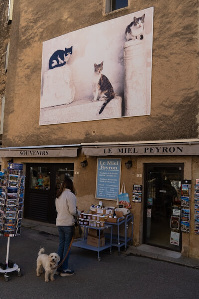 More cats - and honey of Provence (Gordes)
