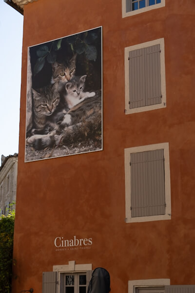 Lots of cat pictures at Gordes