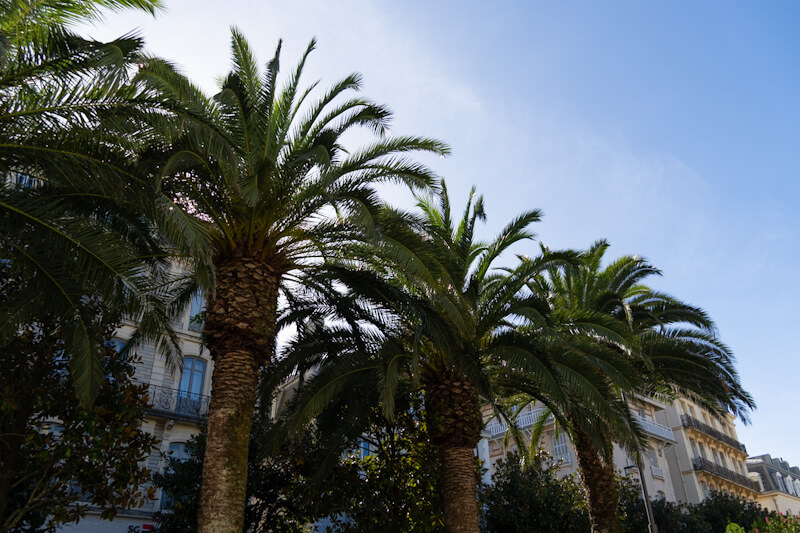 There are many palm trees in Biarritz