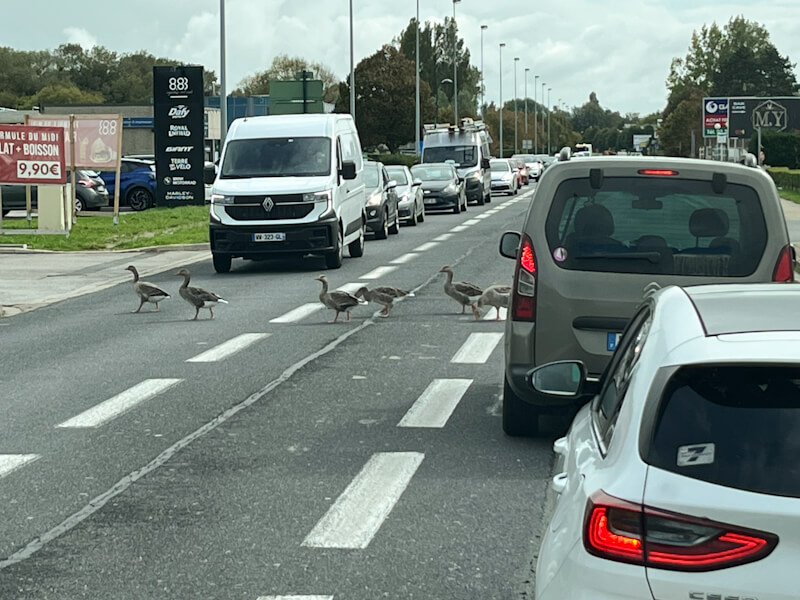 Geese have the right of way in France (motorhome camping in France)