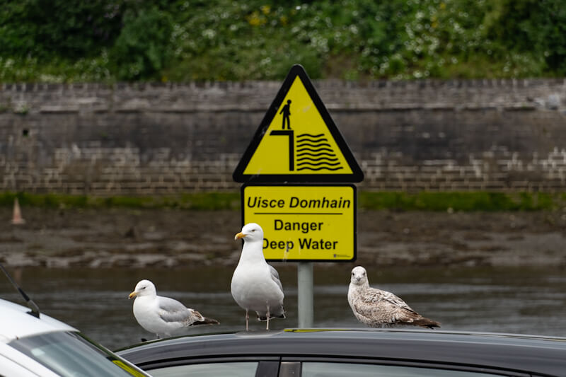 Seagulls at the old harbour