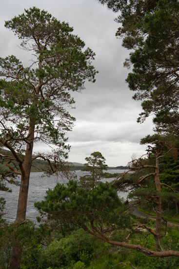 Forest at the castle