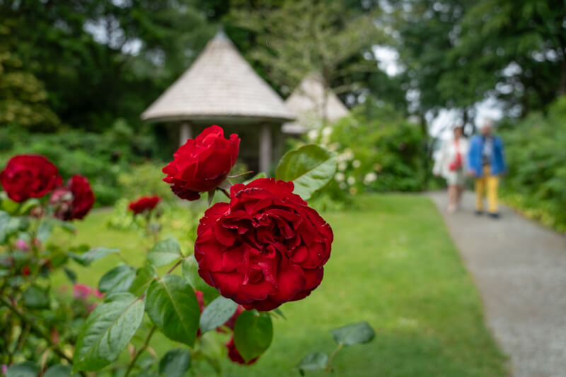 At the rose garden