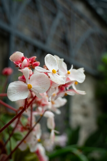 Orchids at the glasshouse