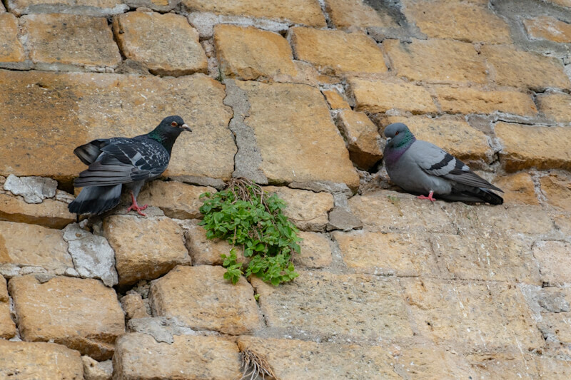 Pigeons at the mole